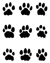 Black footprints of lions on a white background