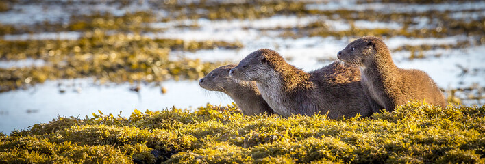 Family of three Otters