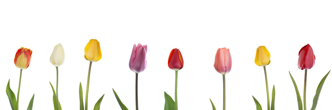 Bunte Tulpen als Panorama, freigestellt