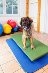 Leonberger stands on a wobble board in an animal physiotherapy office