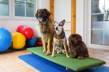 three dogs sitting on a wobble board in an animal physiotherapy office