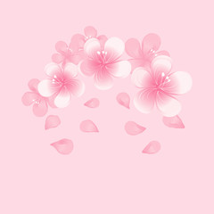 Light Pink flowers and flying petals isolated on Pink background. Apple-tree flowers. Cherry blossom. Vector