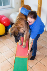 woman works with a Leonberger on a seesaw