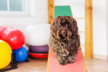 Havanese dog sits on a seesaw