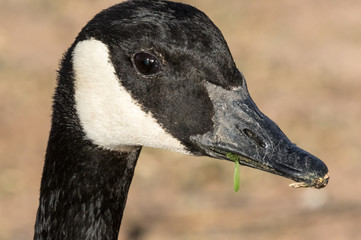 Obraz premium Canada goose, extreme close-up of head, in open space park, Albuquerque New Mexico