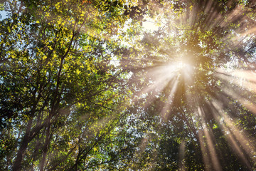 Beautiful Nature , Sunray Thru the Tree in the Morning