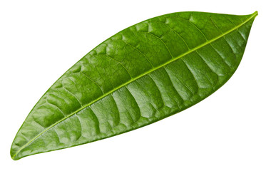 Fototapeta na wymiar mango leaves isolated