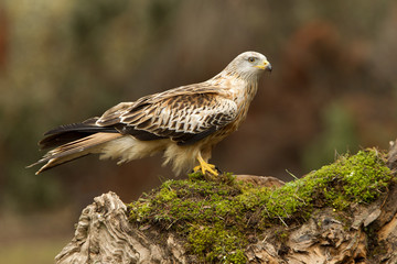 Red kite. Milvus milvus