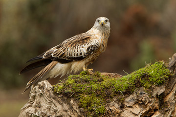 Red kite. Milvus milvus
