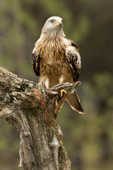 Red kite. Milvus milvus