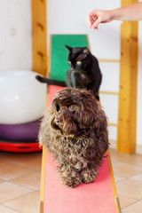 woman works with a cat and a dog in an animal physiotherapy office