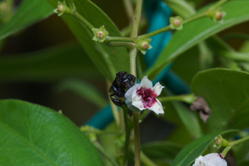 Close up macro of black honey bee stays on beautiful flowers