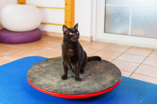 black cat stands on a wobble board