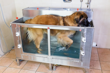 Leonberger in a hydrotherapy station