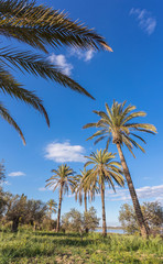Fototapeta premium coconut palm trees with blue sky