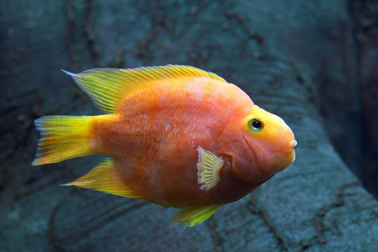 Red Parrot Cichlid. Aquarium fish colorful parrot closeup