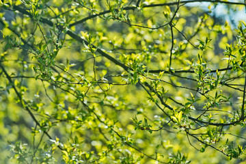 Tree branch with young green leaves on sunny day