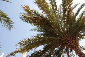 Fototapeta na wymiar Palme Dubai
