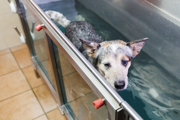 Australian Cattledog in a hydrotherapy station