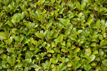 protection naturelle