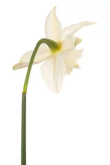 Papier Peint photo Narcisse daffodil flower isolated