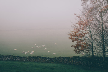 The British Sheep in Fog