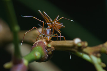 Close up macro of a female Kerengga ant-like jumper (Myrmaplata plataleoides) eats weaver ant  (genus Oecophylla). Selective focus.
