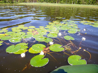 Forest lake with water lilies in summer.