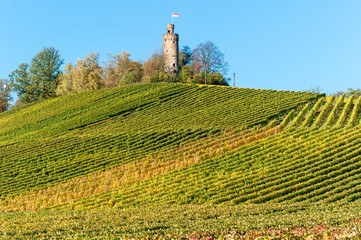 Weinberge mit Heuchelberger Warte