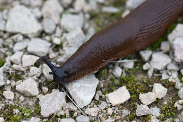 Slug