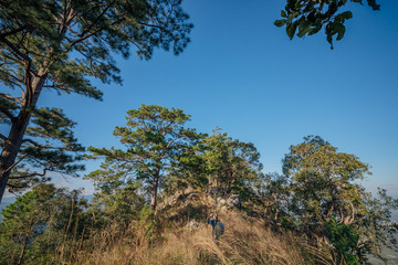 Pine trees with sky