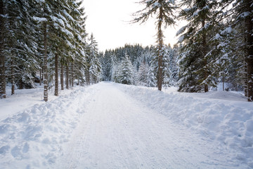 Majestic winter landscape with snow-covered trees. Dramatic winter scene