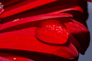 Waterdrop on red flower - Powered by Adobe