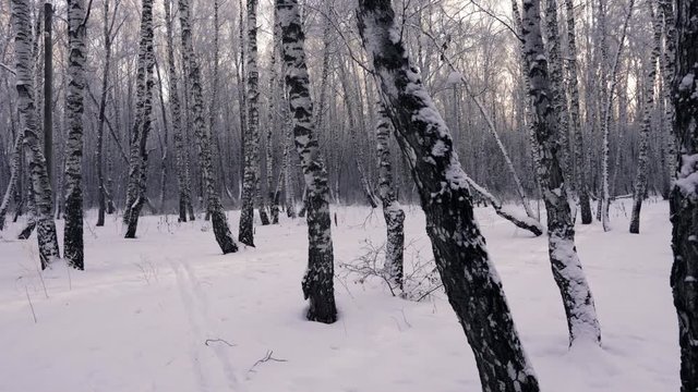 The woman skier runs through the forest among the white birches. Winter in Russia. Nature.