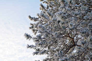 Pine branch with cones covered with frost.