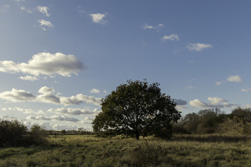 Fototapeta na wymiar Tree in London park on cloudy sky
