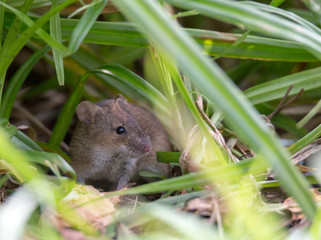 Naklejka na ściany i meble Gray mouse in a thicket of green grass