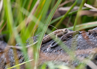 Two lizards rest on the river bank