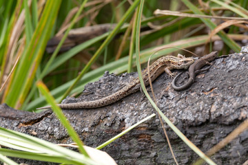 Two lizards rest on the river bank