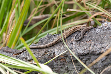 Two lizards rest on the river bank
