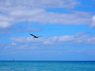 Fototapeta na wymiar Pelican bird flying over the ocean in the Caribbeans