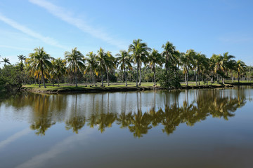 Beautiful palm trees reflected in Fairchild Tropical Botanic Garden's Center Lake. Fairchild is a...