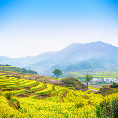 Fototapeta na wymiar Oilseed rape field and mountain, located in Wuyuan County, Jiangxi province, China. Wuyuan County was founded in the 28th year of Kaiyuan of the Tang Dynasty (740 A. D) for over 1200 years.