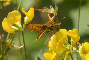 Falter auf gelber Bl&uuml;te
