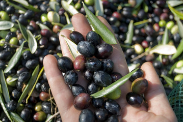 detail: hand with olives, hand picking from plants, green, black, beating, to obtain extra virgin oil, food full of antioxidants, Taggiasca variety, autumn, light, Riviera, Liguria, Italy