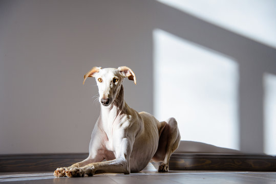 gro&szlig;er wei&szlig;er Hund liegt auf dem Boden in einem hellen Raum, Galgo Espan&oacute;l 
