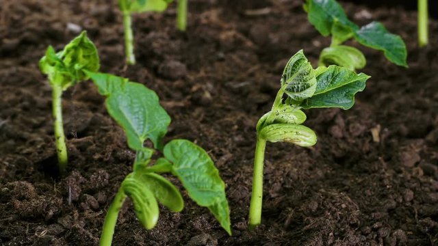 Plants growing on agriculture plantation time lapse