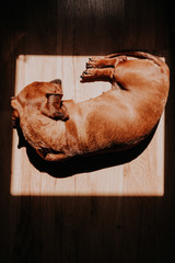 Dog, dachshund, sleeping on the wooden floor at the square spot of warm sun light from the window.