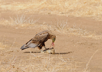 Tawny Eagle (Aquila rapax) eating a tortoise that has been killed by a vehicle running over it in Tarangire National Park; Tanzania