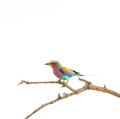 Obraz premium Lilac-breasted roller